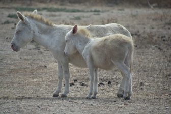 Asinara 2020 (18)