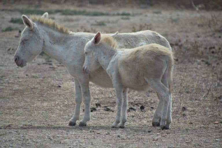 Asinara 2020 (30) (Sardegna)