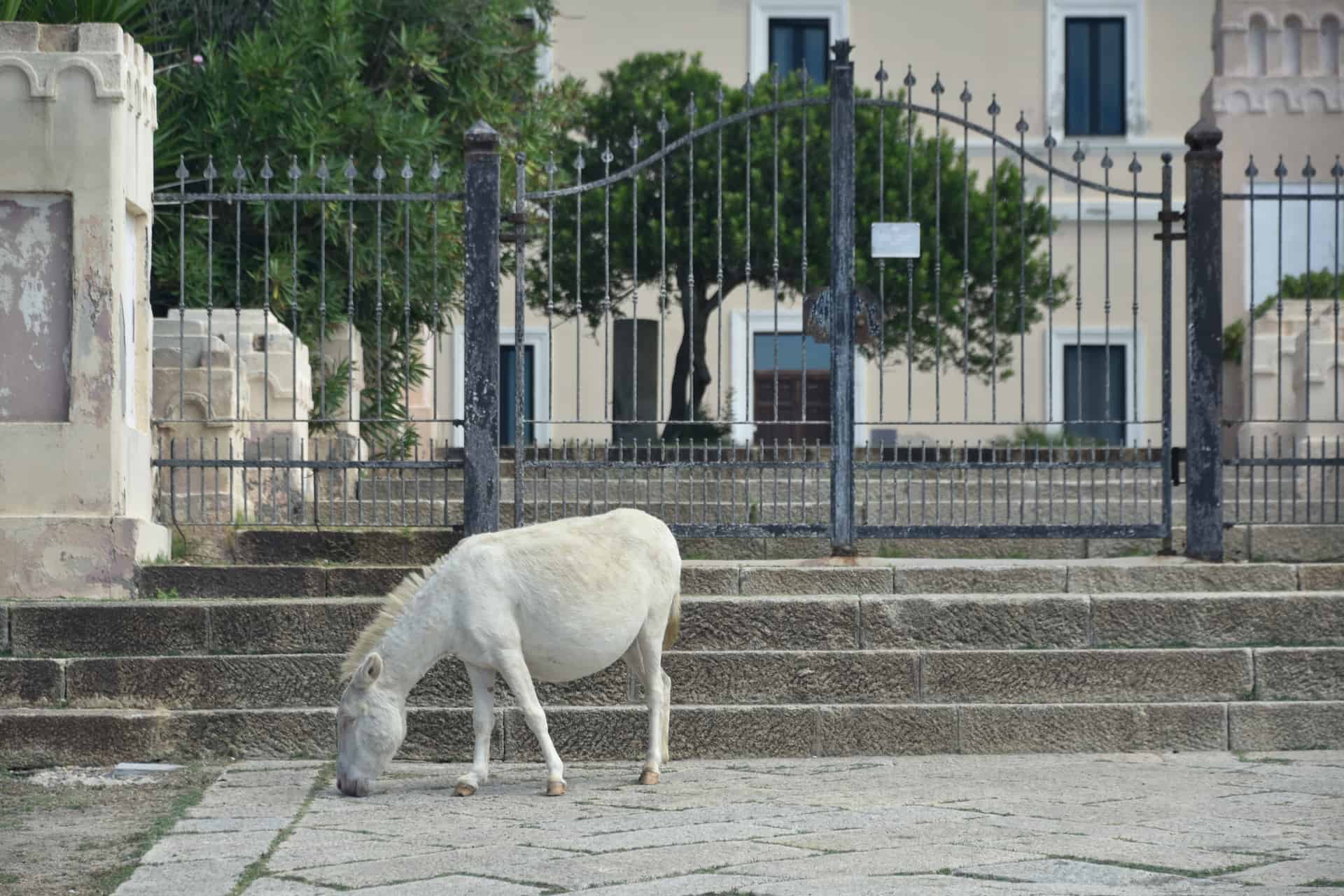 catamarano asinara