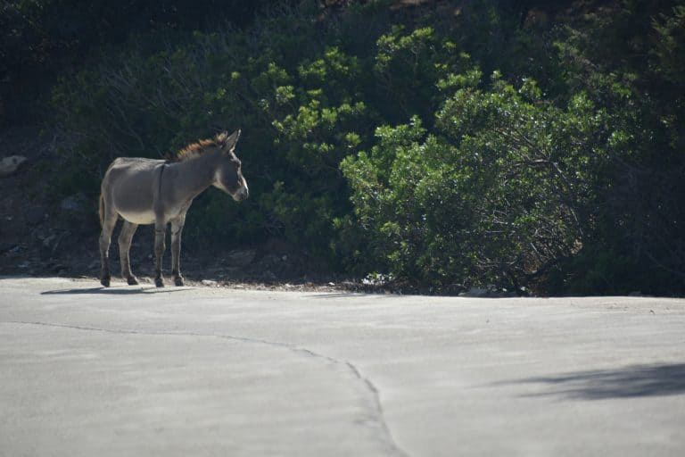 Asinara 2020 (63) (Sardegna)