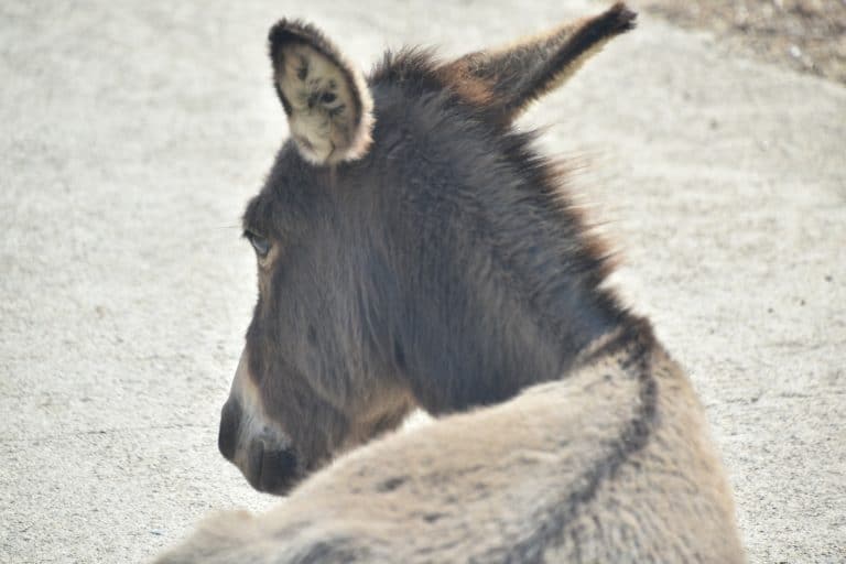 Asinara 2020 (65) (Sardegna)