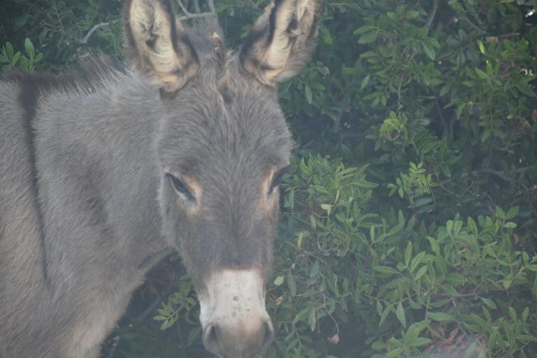 Asinara 2020 (66) (Sardegna)