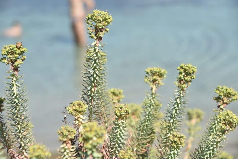 Asinara 2020 (67) (Sardegna)