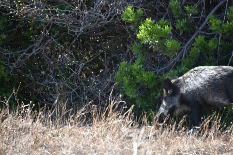 Asinara 2020 (71) (Sardegna)