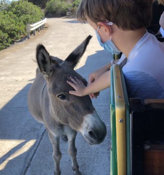 Italy-Sardinia-Asinara-donkey-child