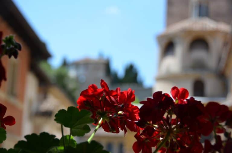 Asolo – fiori rossi, Giu.2016 (Veneto)