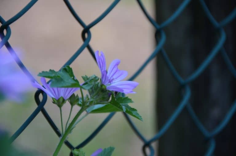 アーゾロ―紫の花 2016年6月 (ヴェネト)
