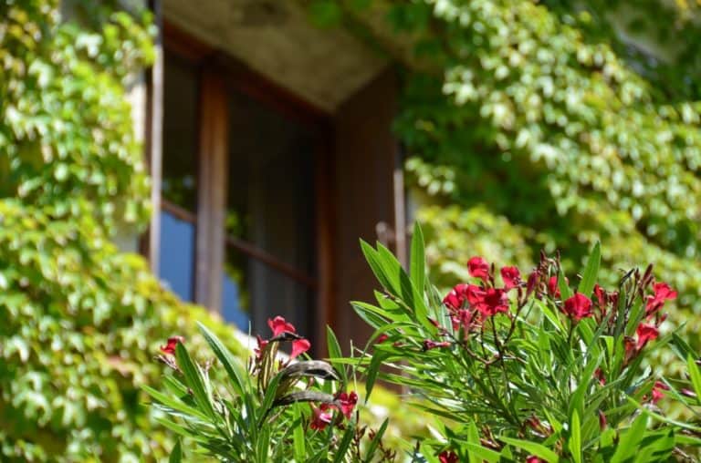 Asolo – window with ivies, Jun.2016 (Veneto)