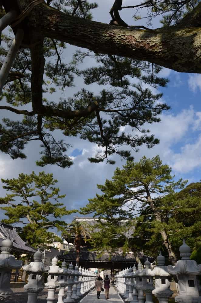 Japan, Awa Kominato – pine trees, Dec.2014