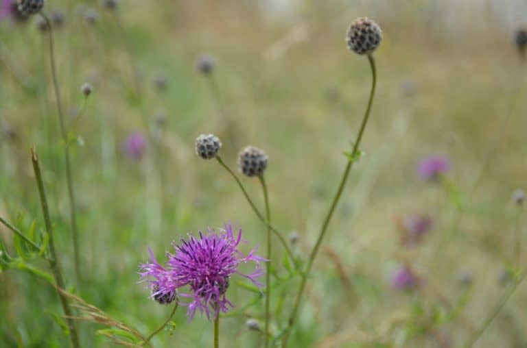 England, Beachy Head – thistle, July, 2014 (Eastbourne)