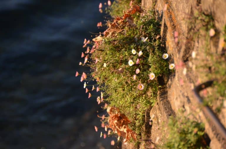 Bellagio – piccoli fiori, Nov.2015 (Lombardia)
