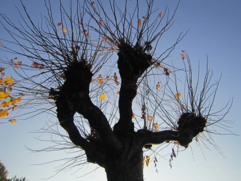Bellagio – albero, Nov.2015 (Lombardia)