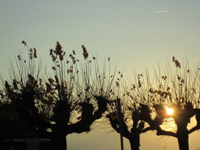 Bellagio – gli alberi e il sole, Nov.2015 (Lombardia)