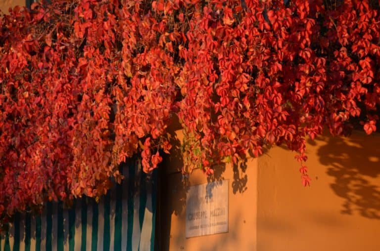Bellagio – rosso, Nov.2015 (Lombardia)