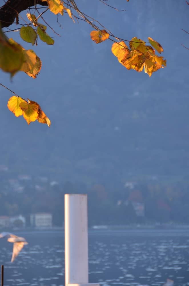 Bellagio – foglie gialle, Nov.2015 (Lombardia)
