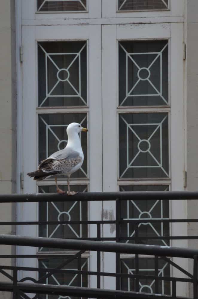 Spain, Bermeo – seagull, May 2014 (Bermeo)