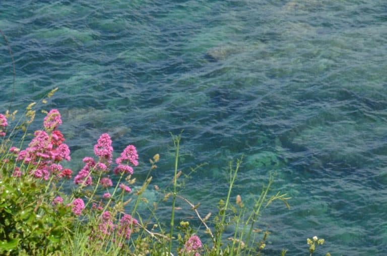 Spagna, Bermeo – fiori e mare, mag. 2014 (Bermeo)