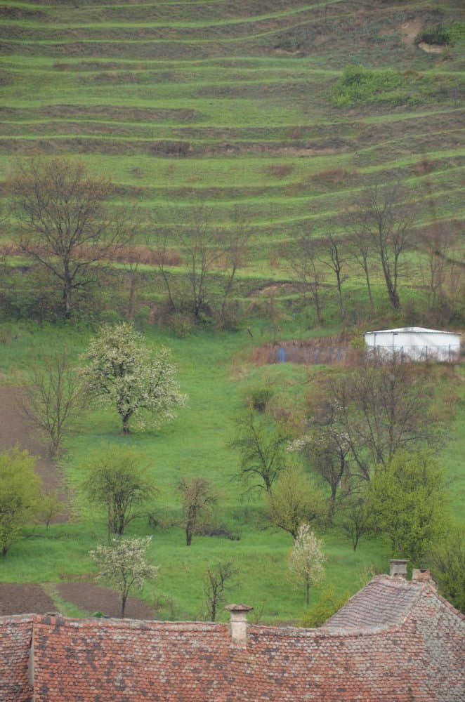 Romania, Biertan – green, Apr. 2014 (Sighisoara)