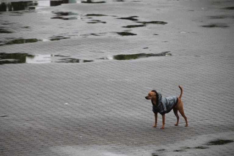 Spagna, Bilbao – cane, mag. 2014 (Bilbao)
