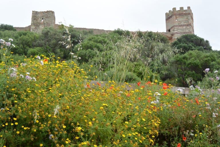 Bosa (20) (Sardegna)