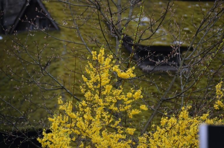 Romania, Bran – giallo, apr. 2014 (Bran)