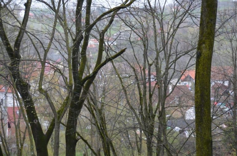 Romania, Bran – alberi, apr. 2014 (Bran)