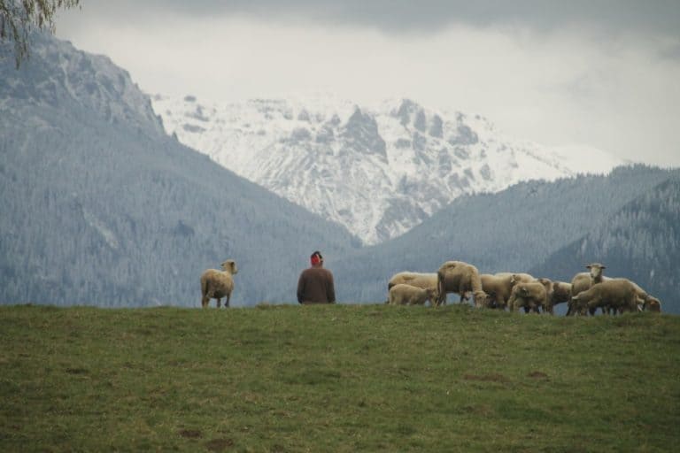 Romania, Bran – pastore, apr. 2014 (Bran)
