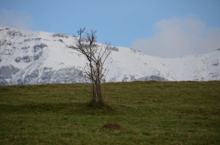 Romania, Bran – albero, apr. 2014 (Bran)