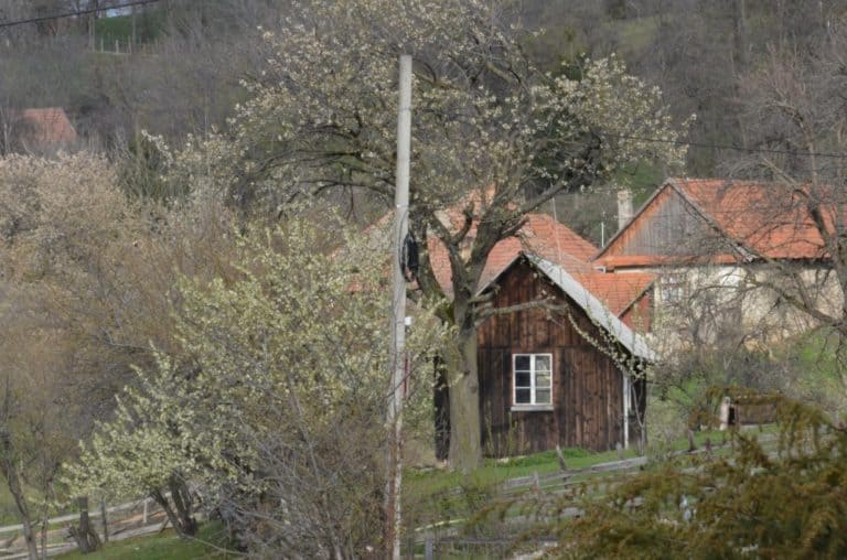 Romania, Bran – fattoria, apr. 2014 (Bran)