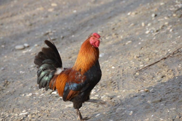 Romania, Bran – gallo, apr. 2014 (Bran)