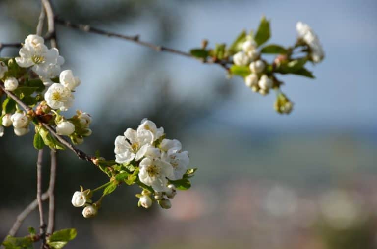 Romania, Bran – fiori, apr. 2014 (Bran)