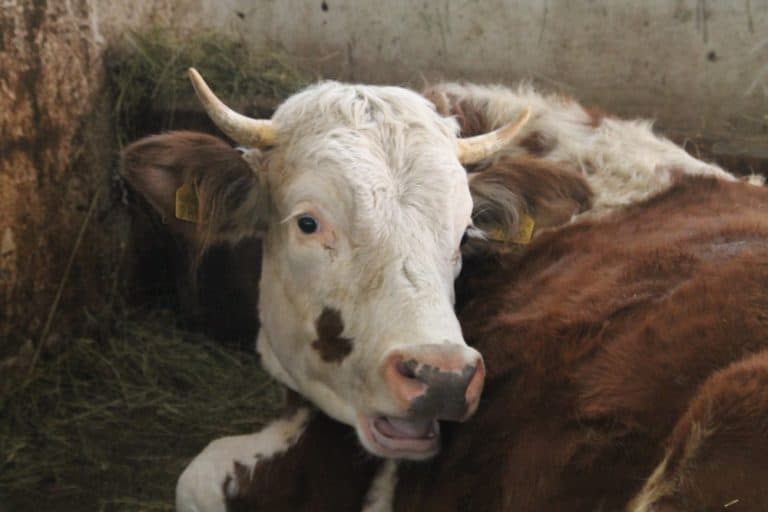 Romania, Bran – mucca, apr. 2014 (Bran)