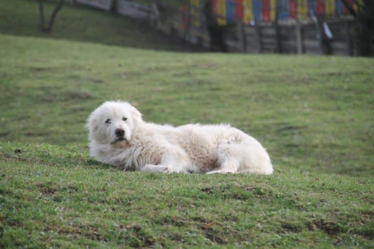 Romania, Bran – cane, apr. 2014 (Bran)