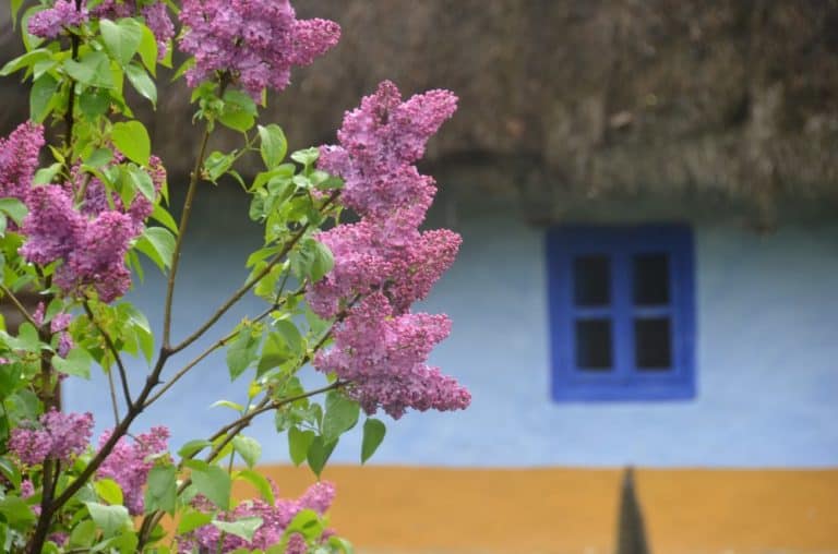 Village Museum a Bucarest