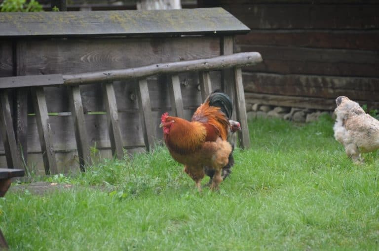 Romania, Bucarest – gallina, apr. 2014 (Bucarest)