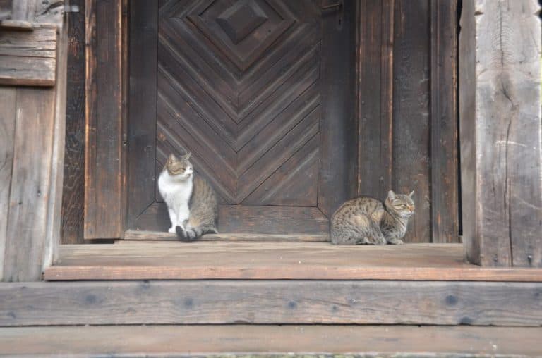 Romania, Bucarest – gatti, apr. 2014 (Bucarest)