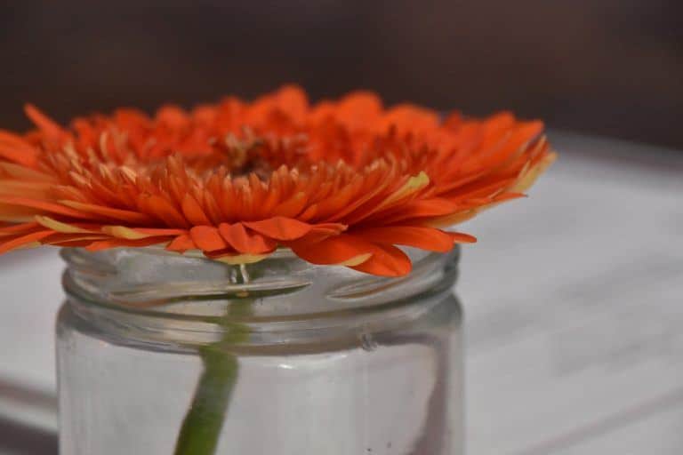 Buenos Aires, La Cabrera – flower on the table, Mar.2018 (Buenos Aires)