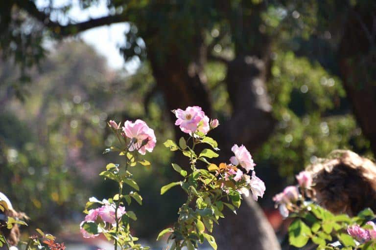 giardino-rose-rosedal-buenos-aires