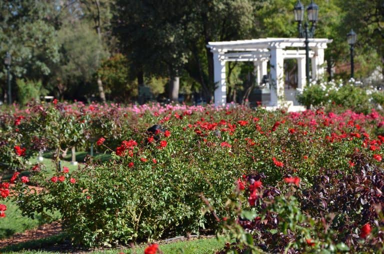 rosedal-buenos-aires-rose-rosse