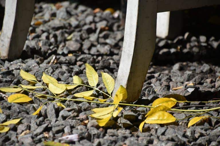Buenos Aires, La Boca – fallen leaves, Mar.2018 (Buenos Aires)