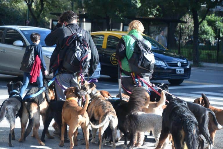 Buenos Aires – dog walkers, Mar.2018 (Buenos Aires)