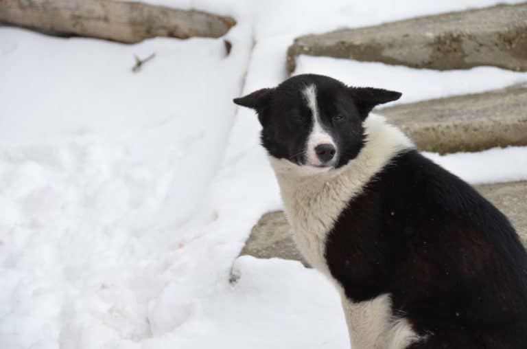Romania, Busteni – dog, Apr. 2014 (Sinaia)