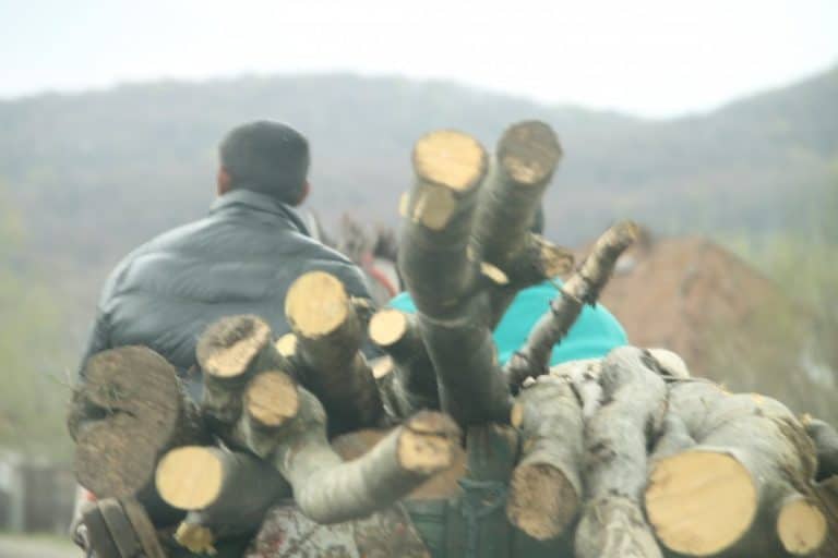 Romania, Busteni – wood, Apr. 2014 (Sinaia)