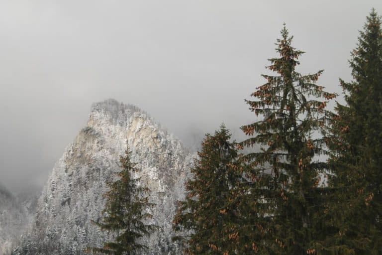 Romania, Busteni – trees, Apr. 2014 (Sinaia)