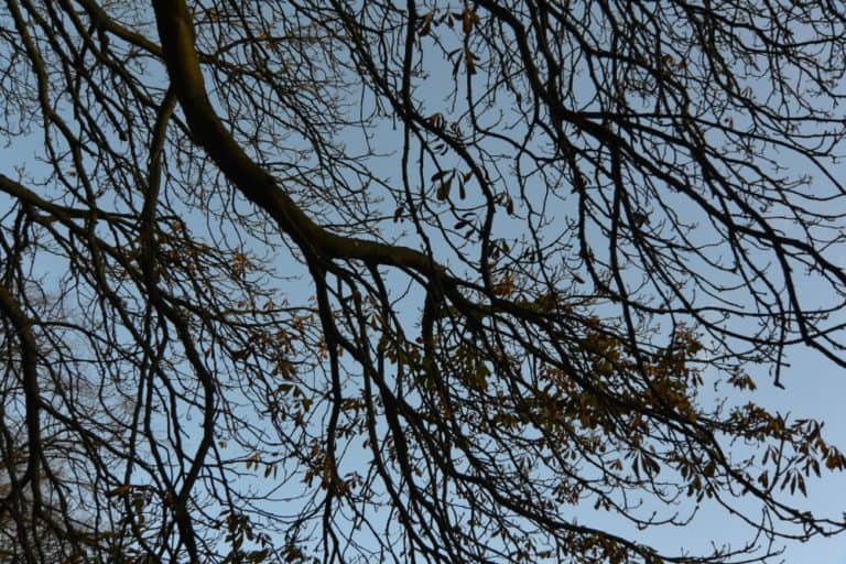 Buxton – rami, Nov.2015