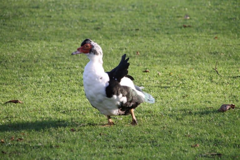 Buxton – strano uccello, Nov.2015