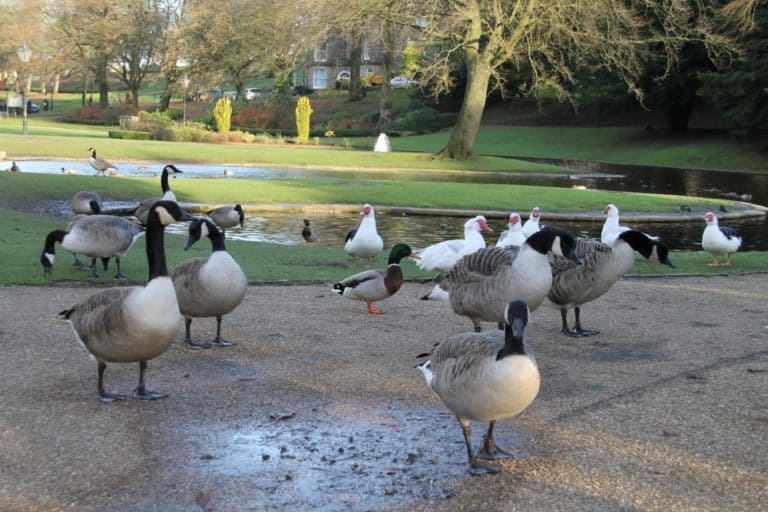 Buxton – uccelli, Nov.2015
