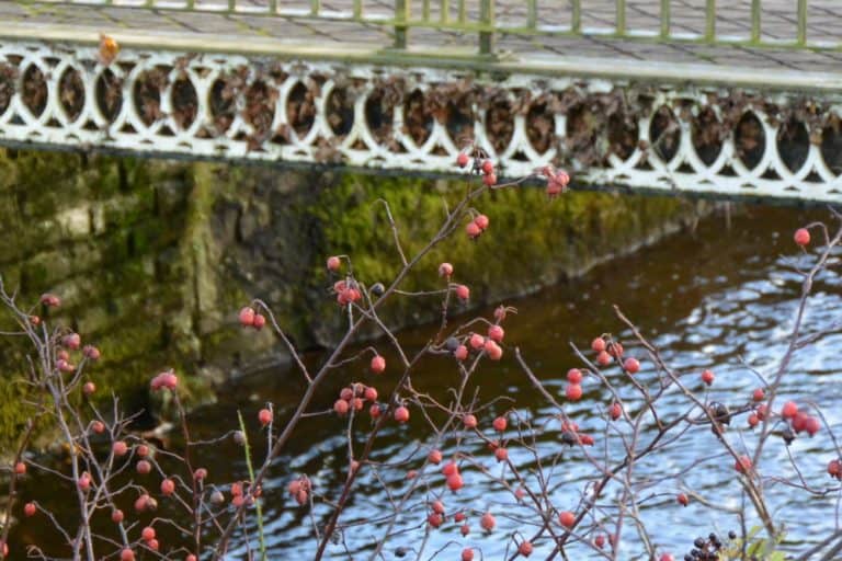 Buxton – bacche, Nov.2015