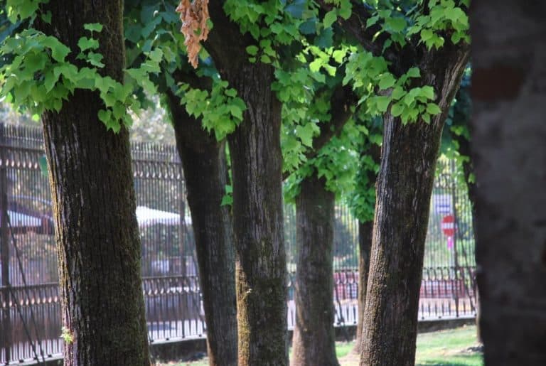 Italia, Caravaggio – alberi, agosto 2013 (Lombardia)