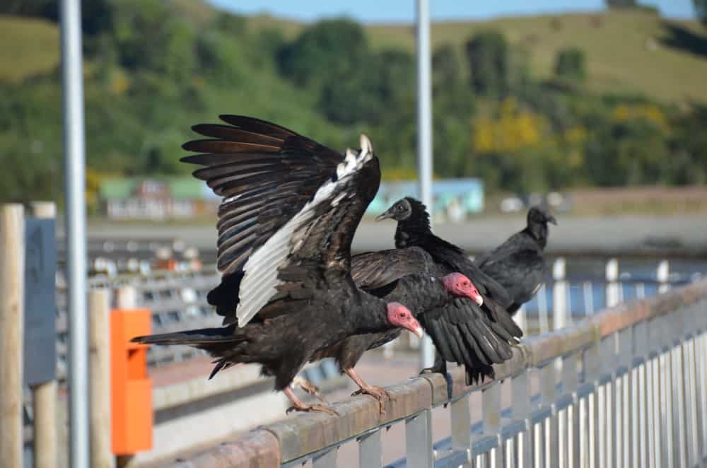 In Chacao Miranda Loves Travelling